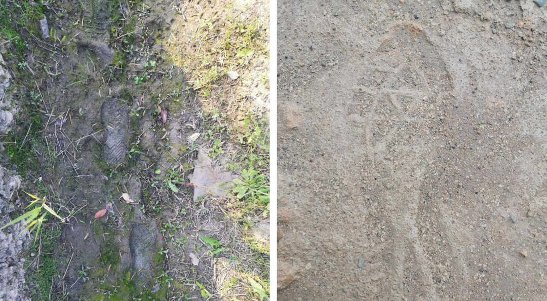 Анализ идентификации отпечатков ног1