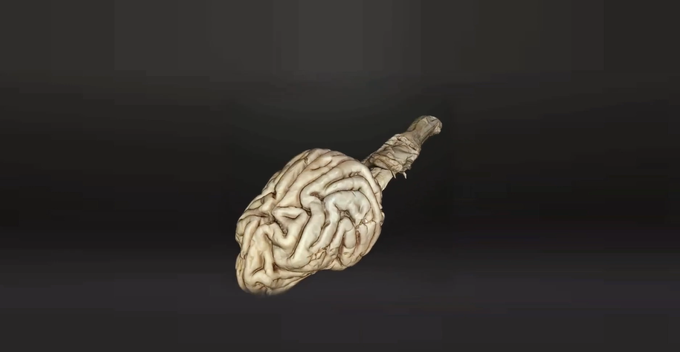 анатомический модель мозга