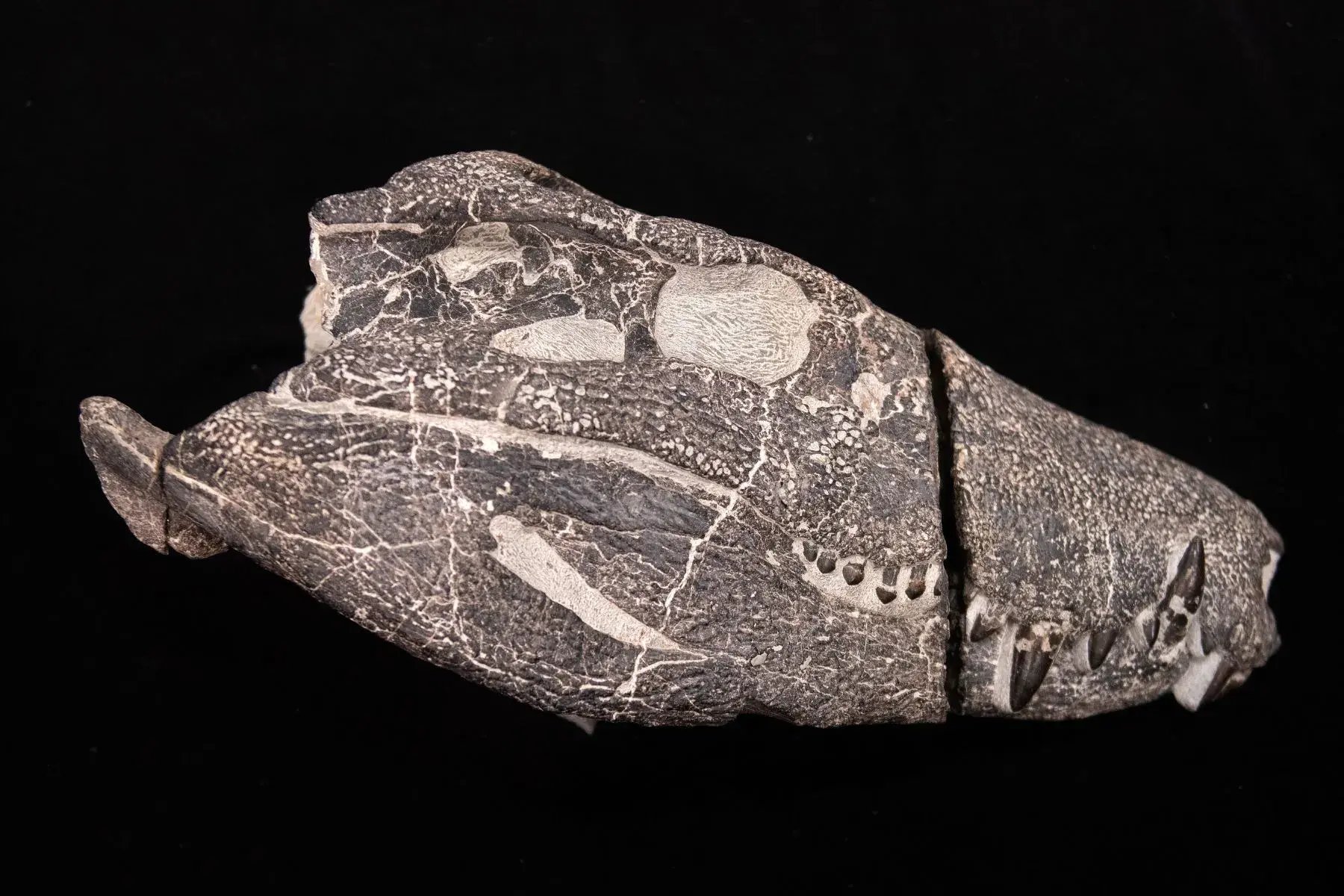 Complete skull of Kostensuchus atrox, measuring nearly 50 centimeters in length