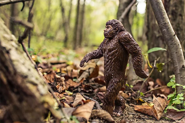 On the hunt for the elusive bigfoot